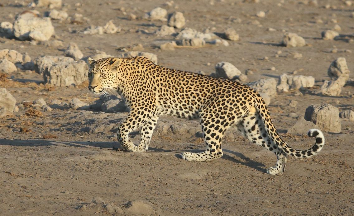 African Male Leopard  - On the Prowl at Sunrise