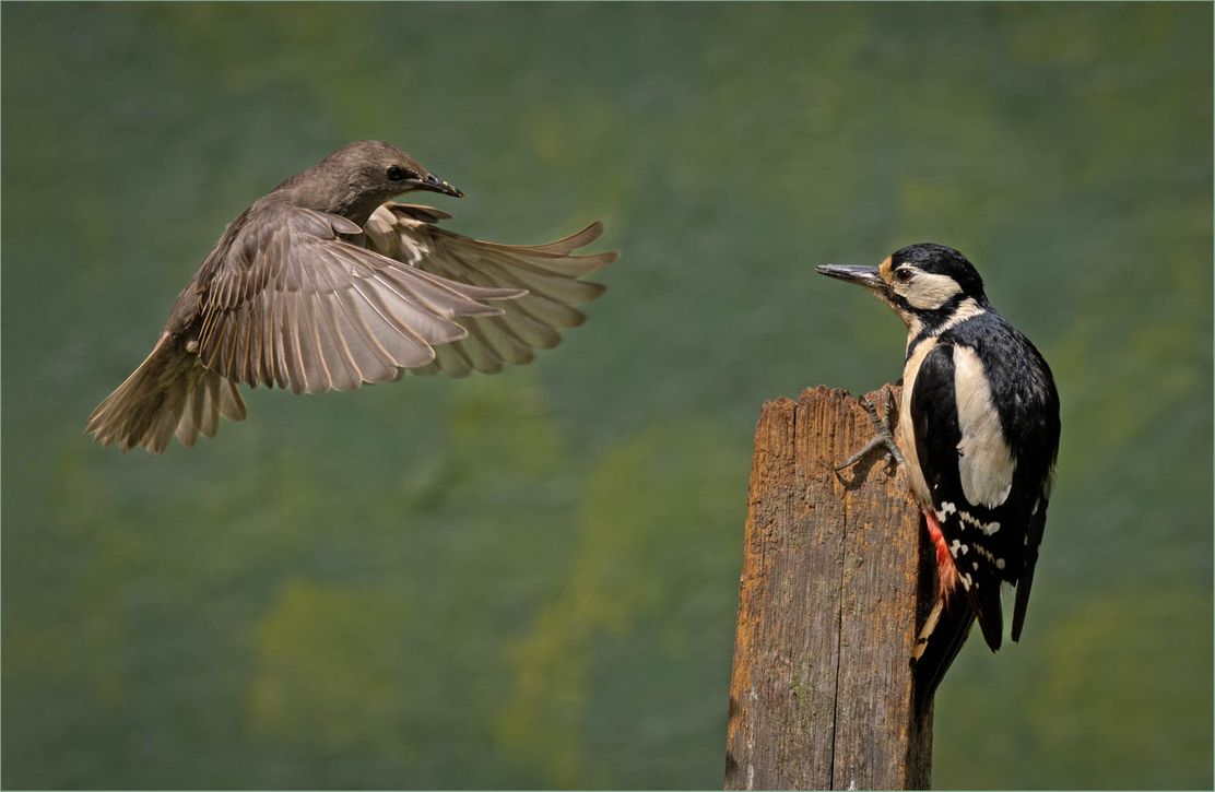 Female Great Spotted woodpecker VS Starling