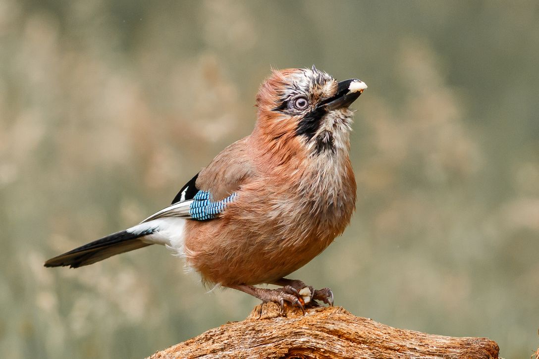 Juvenile Jay with Acorn 