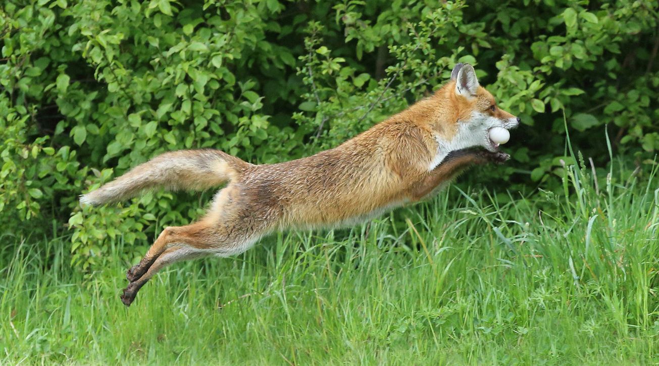 Leaping Wild Fox Steals  the Egg
