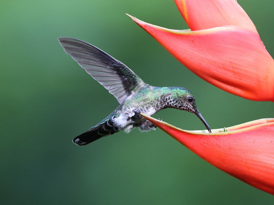 Jacobin Hummingbird Feeding on the Flower Sap