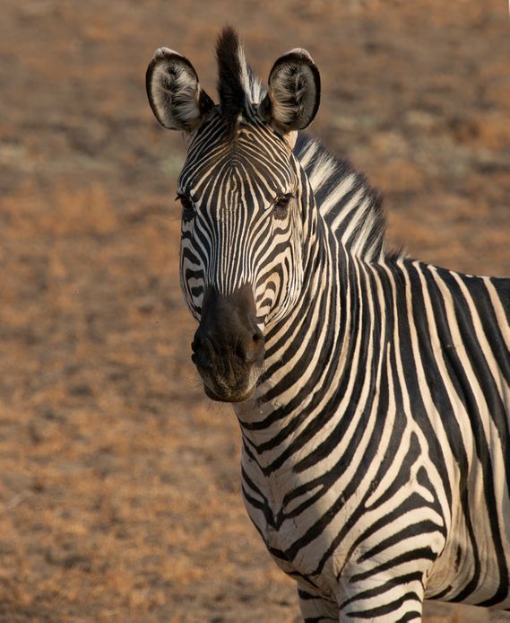 Zebra, Zambia