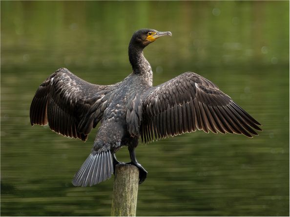 Cormorant Striking a Pose