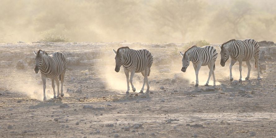 Zebra's Crossing the Etosha Salt Pans at Sundown