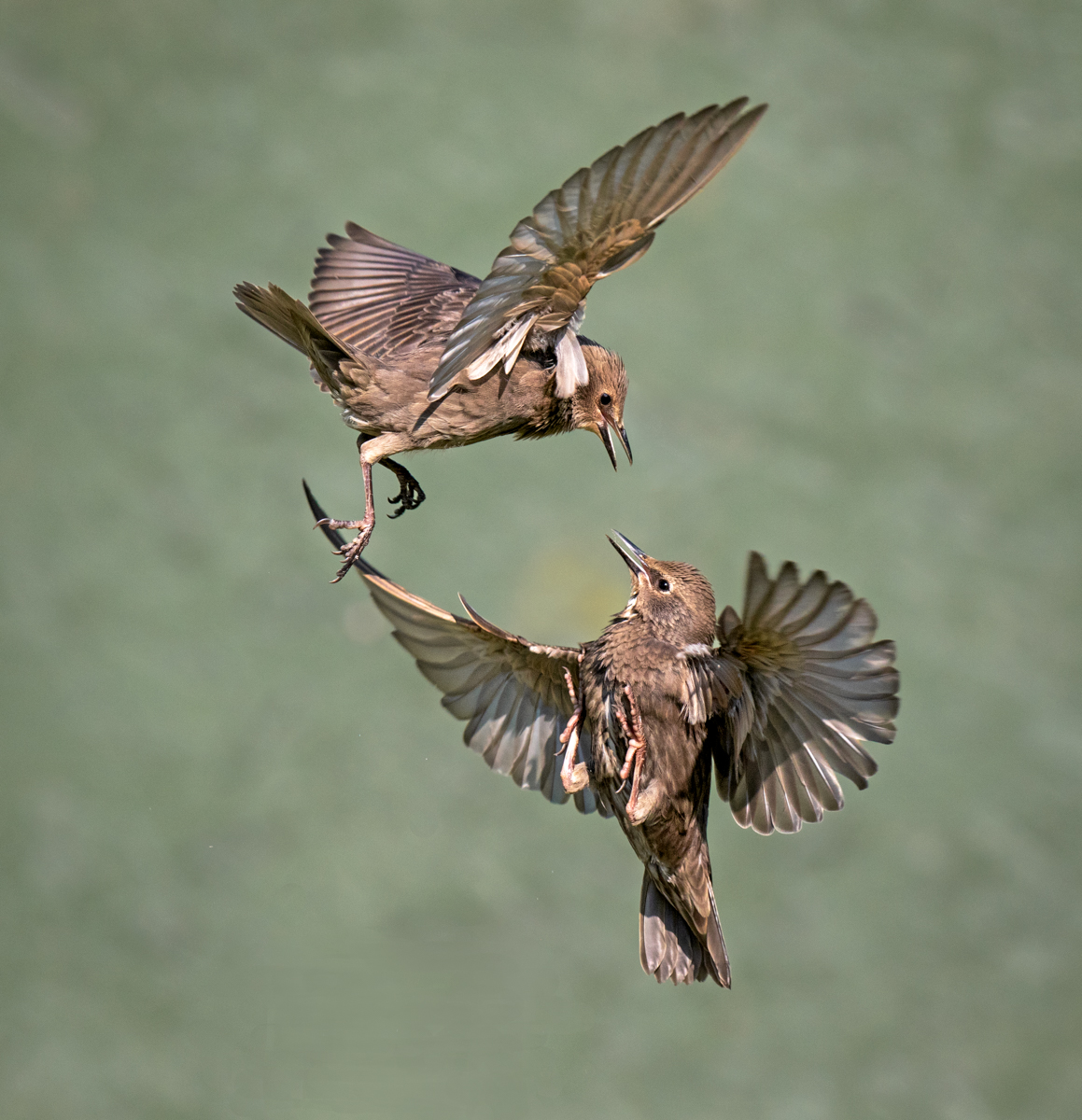 Squabbling Juvenile Starlings
