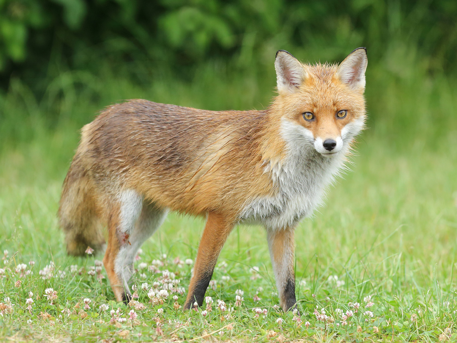 Wild Fox Early Morning on the Heathlands 
