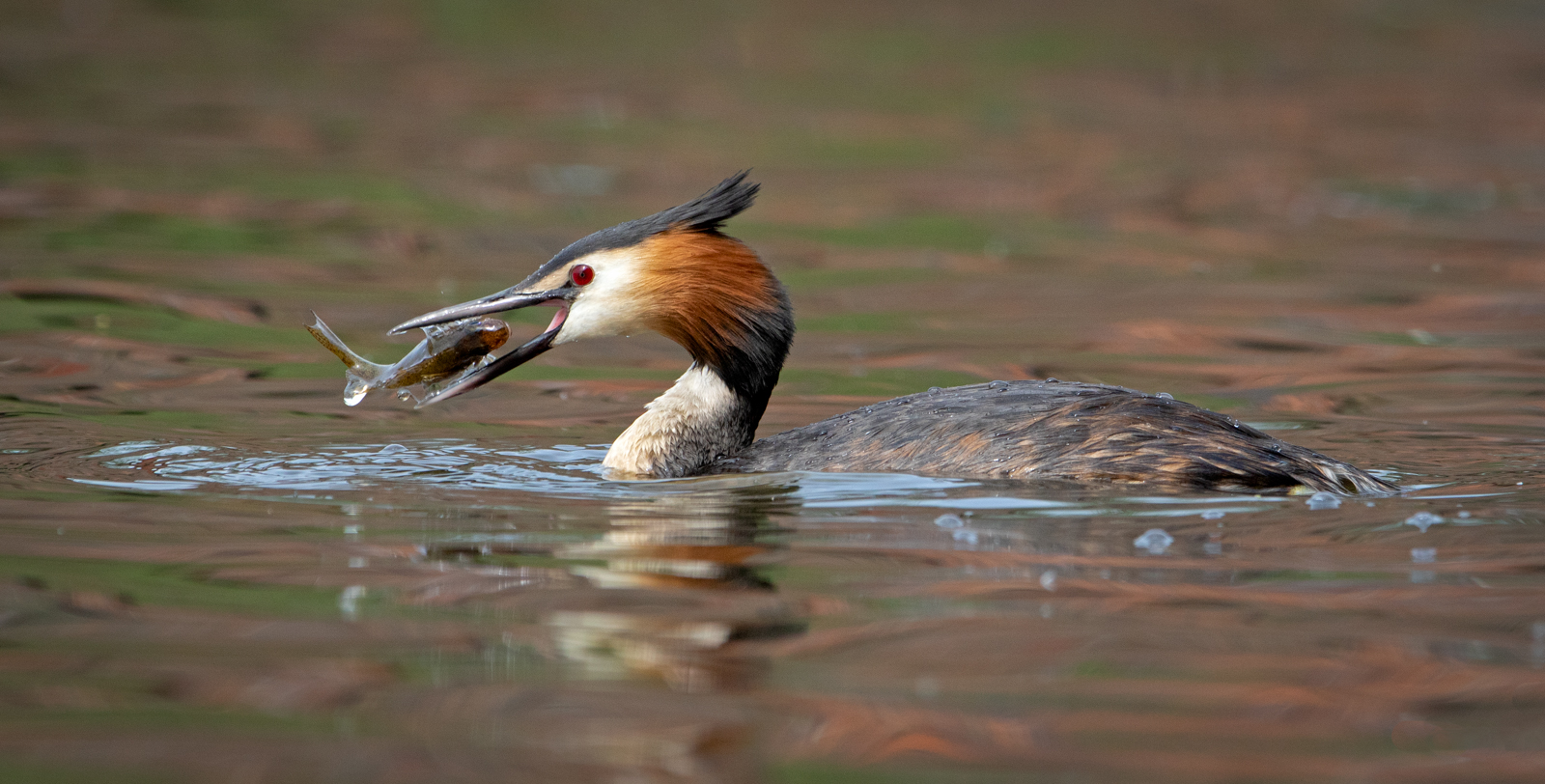 Great_Crested_Grebe_Turning_Fish.jpg