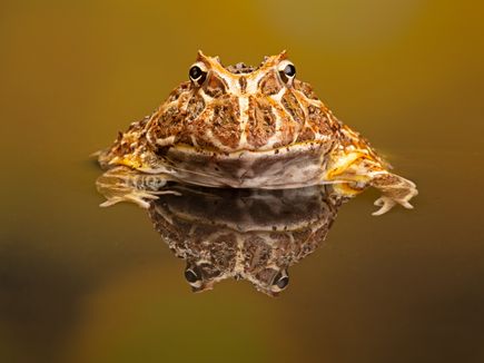 Ornate Argentinian Toad Reflection