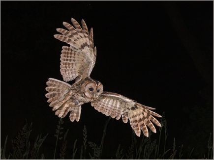 Tawny Owl in Flight