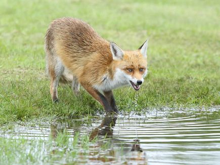 Wild Fox Drinking at the Waters Edge