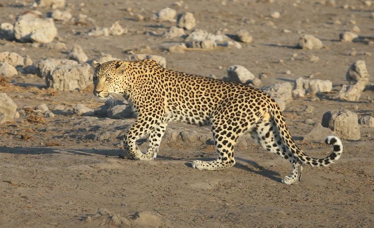 African Male Leopard  - On the Prowl at Sunrise