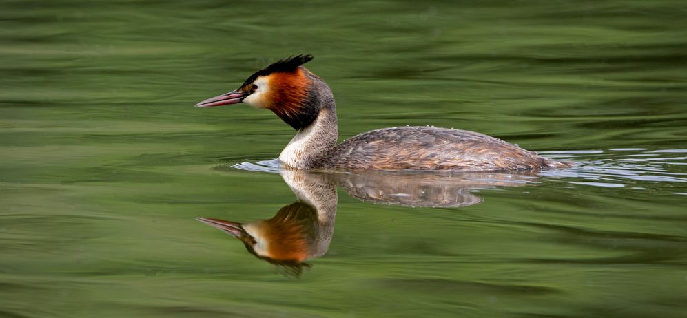 Great Crested Grebe Reflection