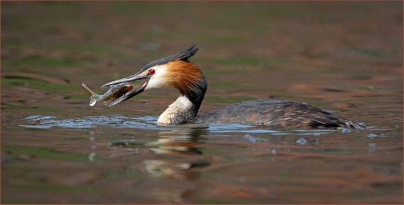 Great Crested Grebe Turning Fish