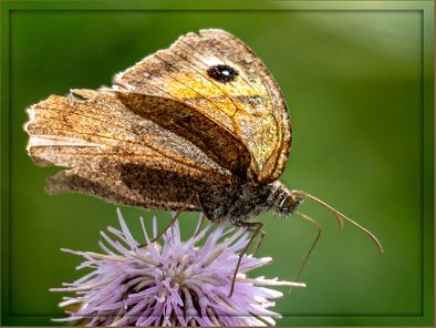 Small Heath Butterfly
