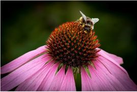 Bee Feast on Echinacea