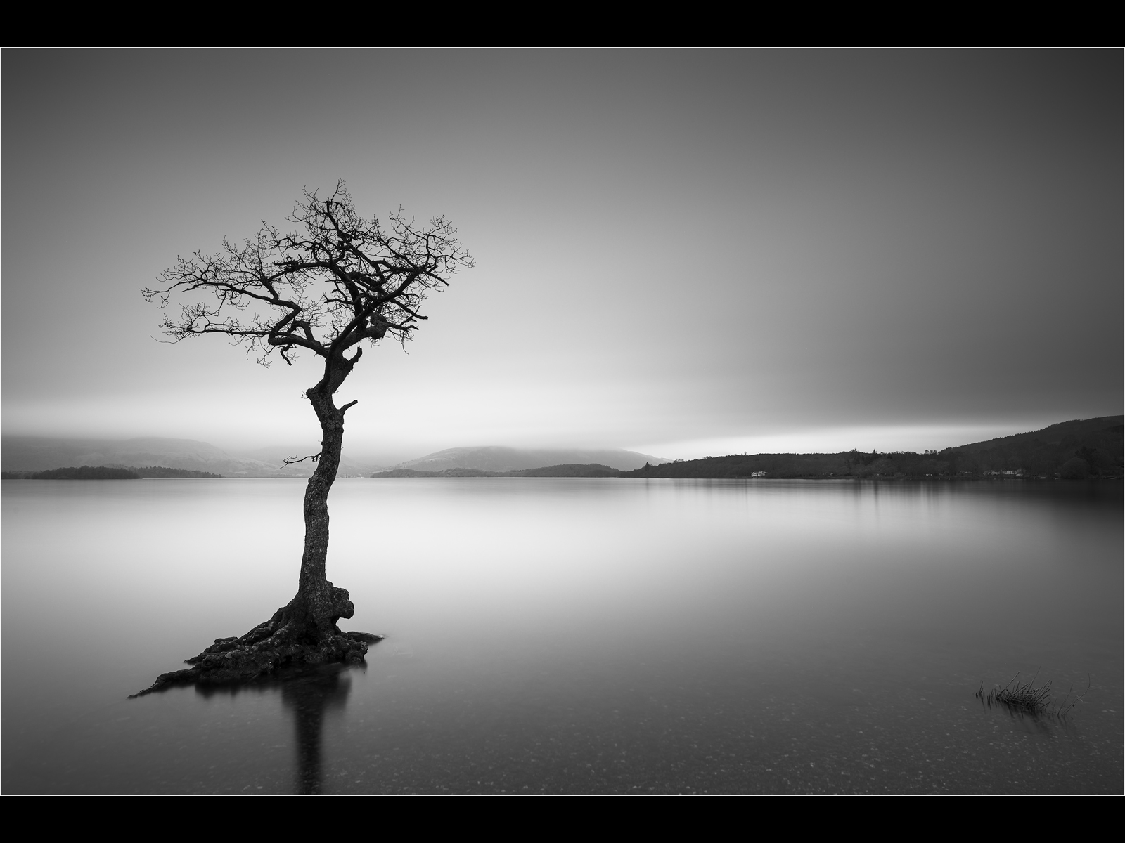 The_Lone_Tree_-_Loch_Lomond.jpg